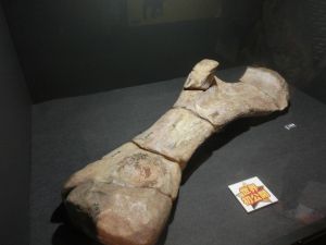 fukuiprefecturaldinosaurmuseum3147