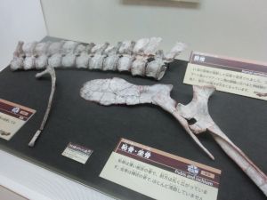 fukuiprefecturaldinosaurmuseum3173