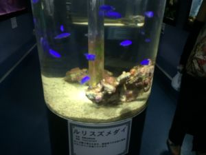 echizen-aquarium 11.46.28