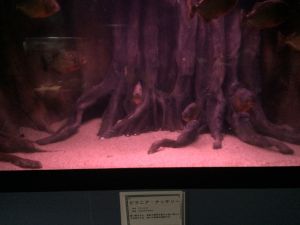 echizen-aquarium 11.46.42-1