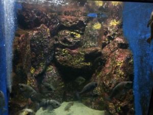 echizen-aquarium 11.51.27