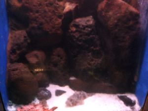 echizen-aquarium 11.52.15